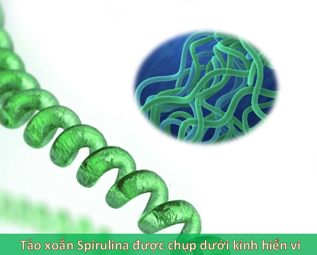 tac-dung-tao-xoan-spirulina-vnua-pharma-1