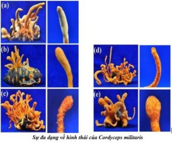 TÁC DỤNG CỦA ĐÔNG TRÙNG HẠ THẢO CHUẨN KHOA HỌC – BÀI 3: Những loài đông trùng hạ thảo có hàm lượng chất quý cao nhất thế giới hiện nay